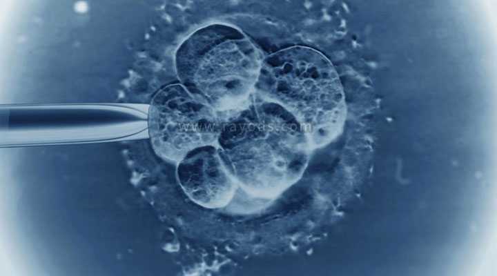 南阳高龄女人借卵子生子_南阳54岁试管一定要做三代_试管婴儿第五天的4bb囊胚